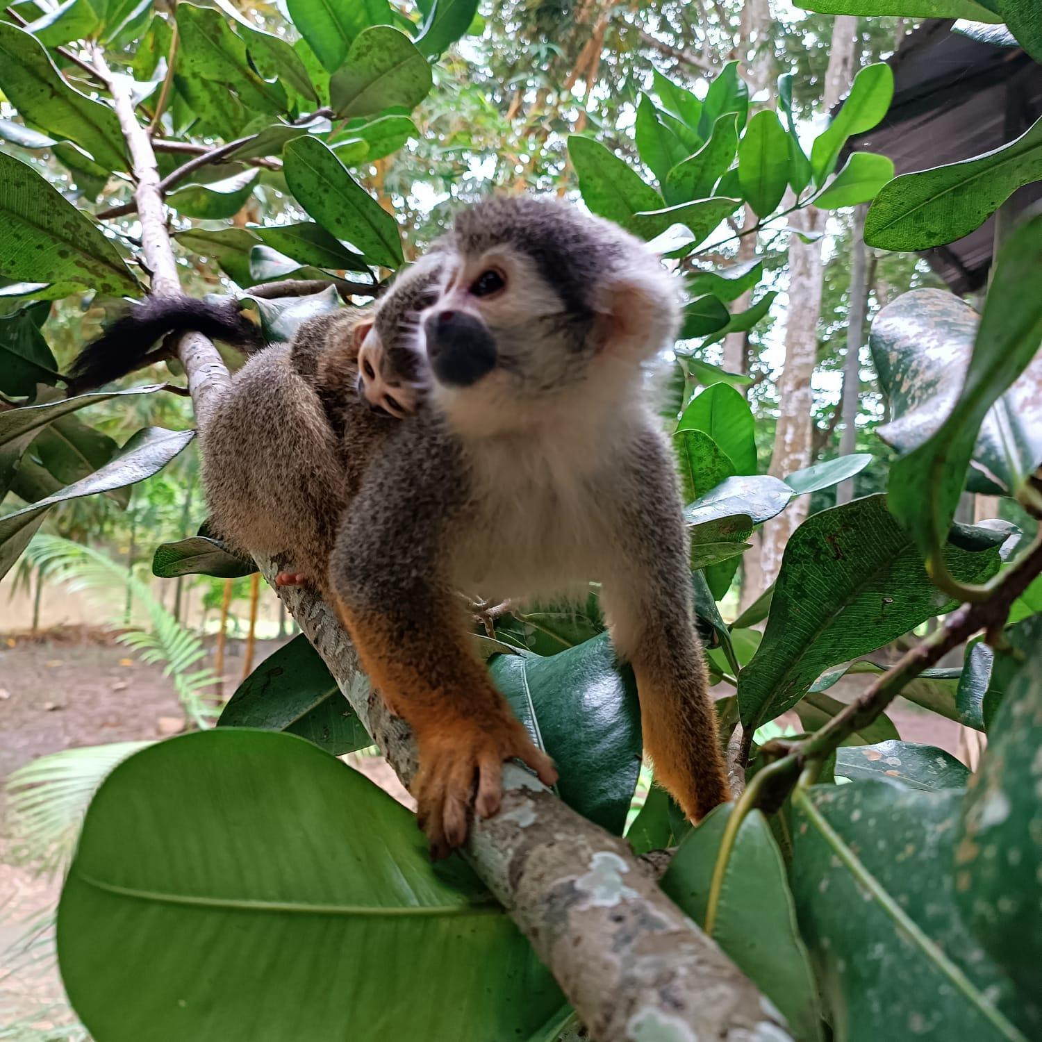 Hotel Alto Amazonas ليتيسيا المظهر الخارجي الصورة
